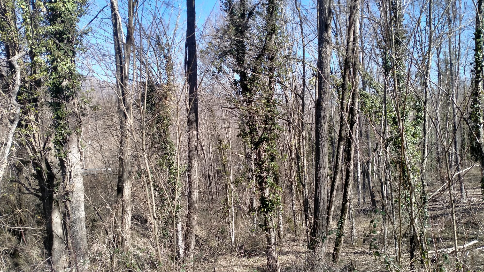 LIFE ClimatePositive e associazionismo forestale
